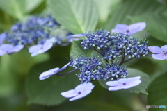 雨引観音の紫陽花　い