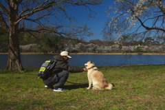 柴犬