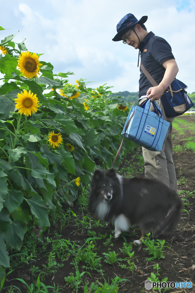 休耕田に咲くヒマワリ　　Ⅲ