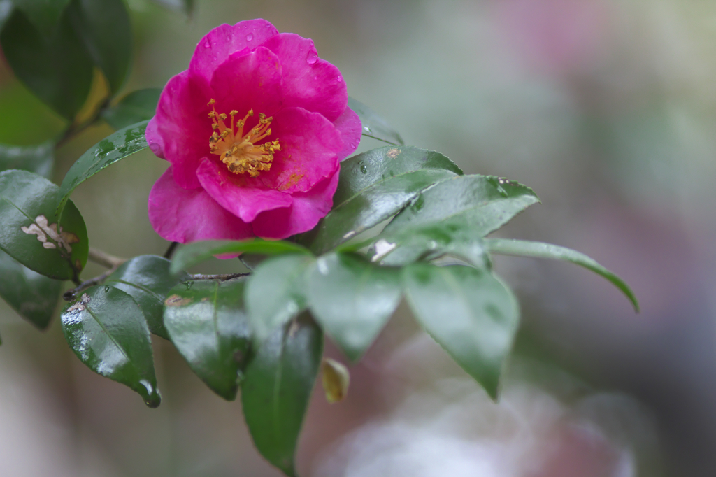 公園の山茶花