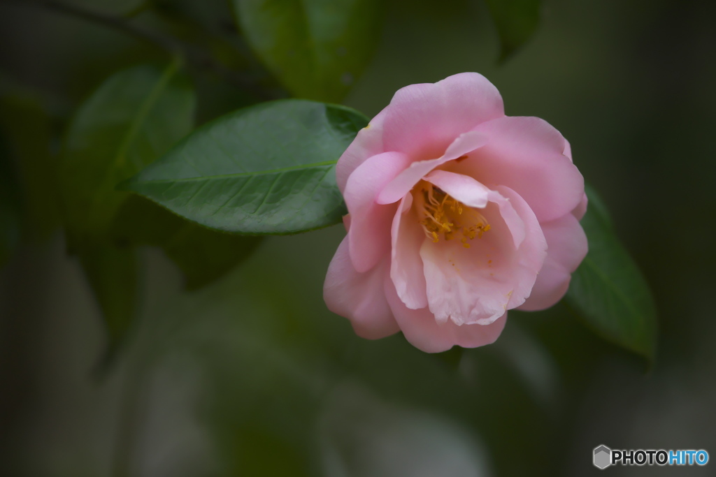 公園の椿