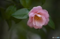 公園の椿