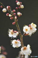 公園の白梅