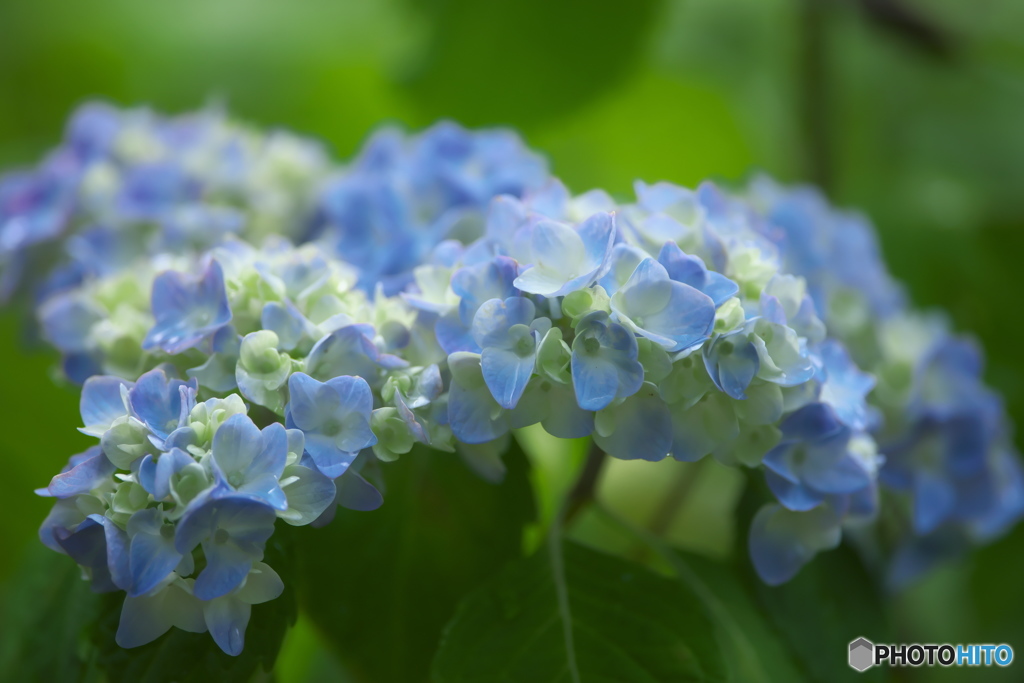 雨引観音の紫陽花　い