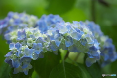 雨引観音の紫陽花　い