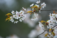 桜川の山桜
