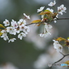 桜川の山桜