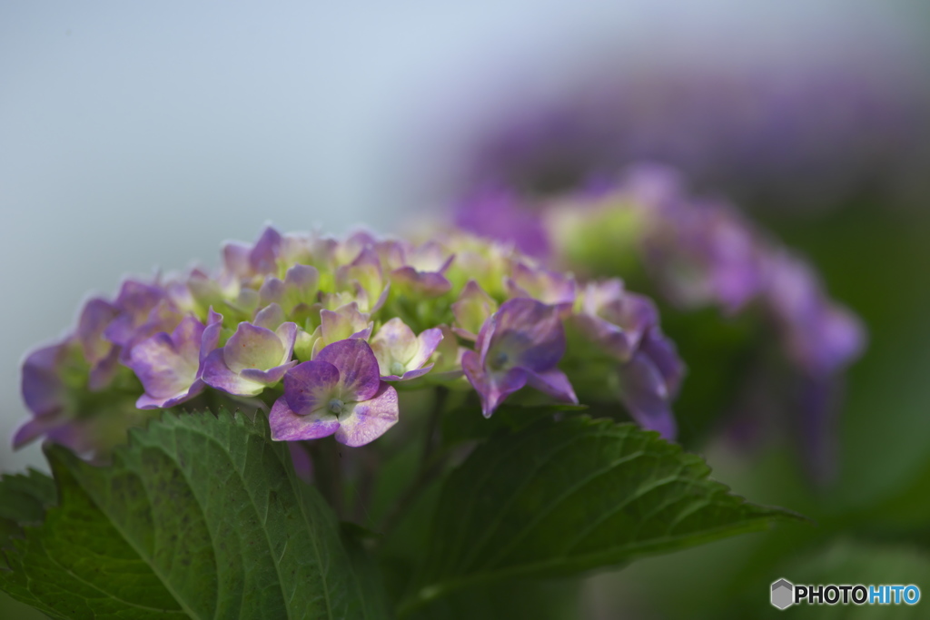 雨引山樂法寺の紫陽花　参