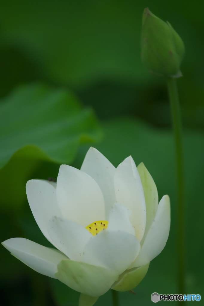 休耕田に咲く蓮　　ろ