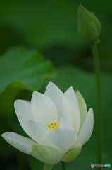 休耕田に咲く蓮　　ろ