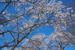 沓掛峠の山桜