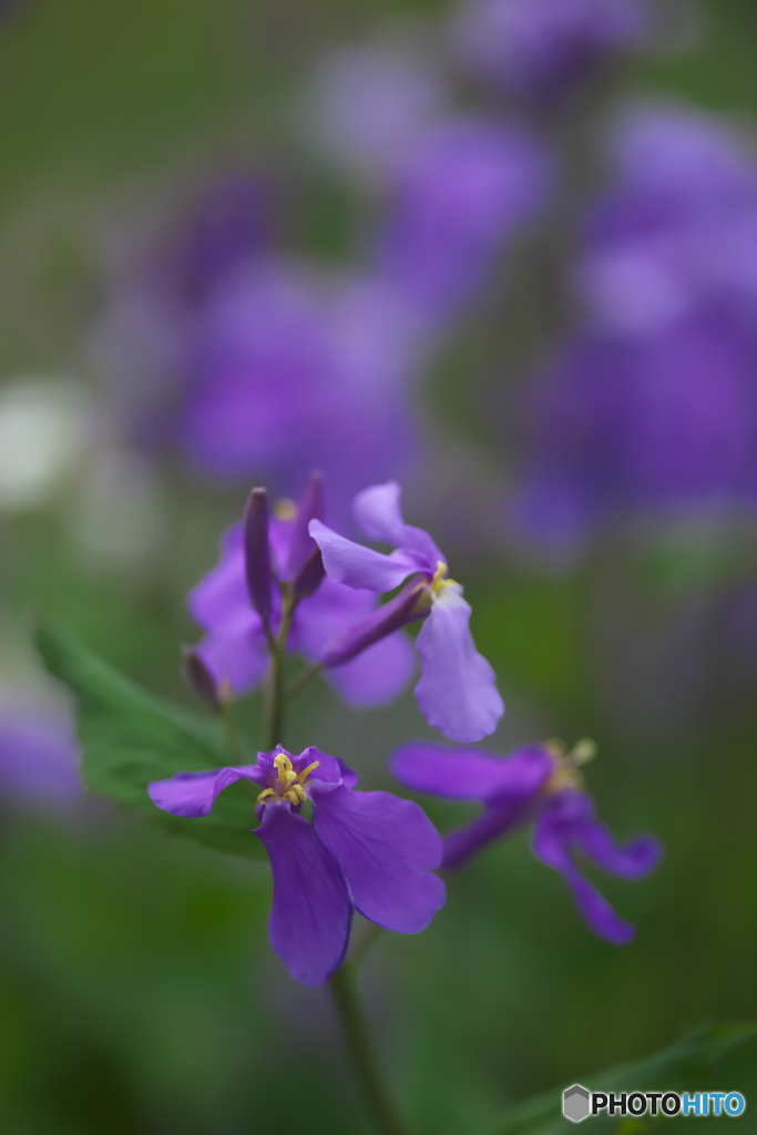 家の庭に咲いていた