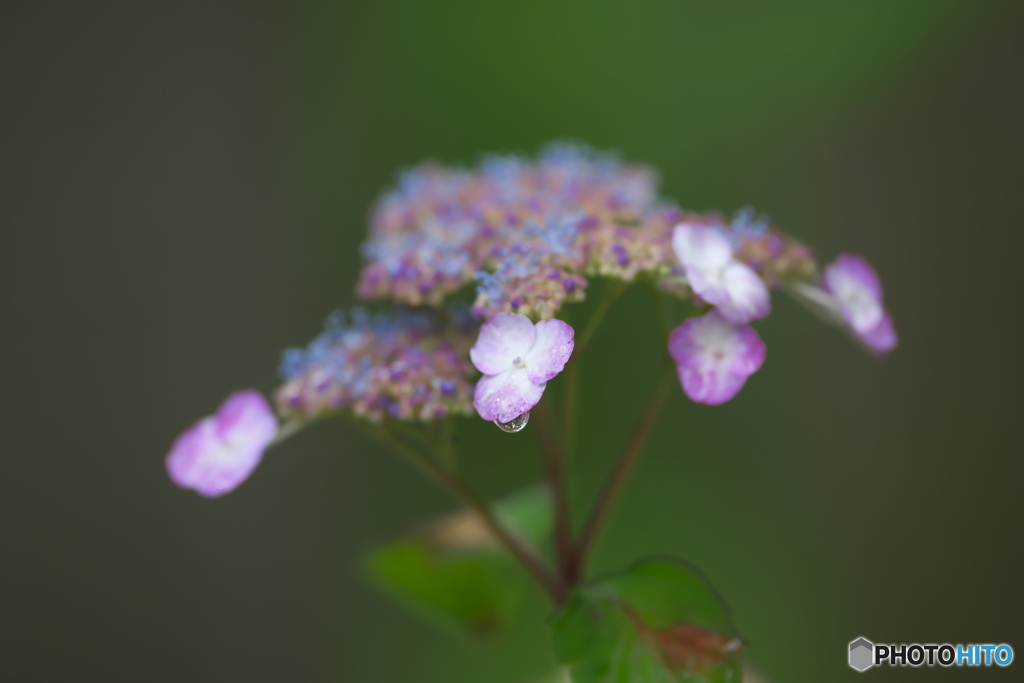 雨引観音の紫陽花　は
