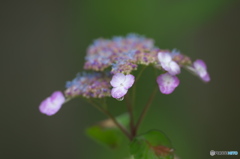 雨引観音の紫陽花　は