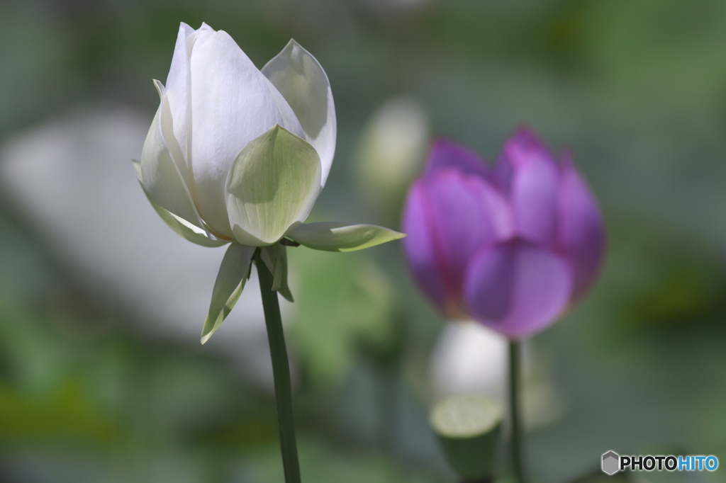 偶然見つけたハス田　Ⅳ
