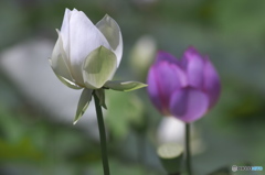 偶然見つけたハス田　Ⅳ