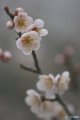 桃色の梅