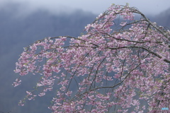森林公園の遅い春
