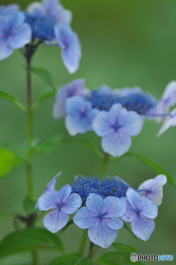 額紫陽花　　ハ