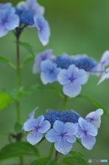 額紫陽花　　ハ