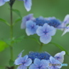 額紫陽花　　ハ