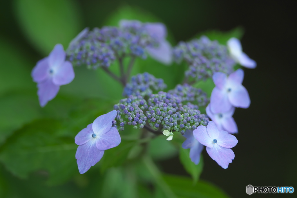 雨引観音の紫陽花　　に