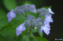 雨引観音の紫陽花　　に