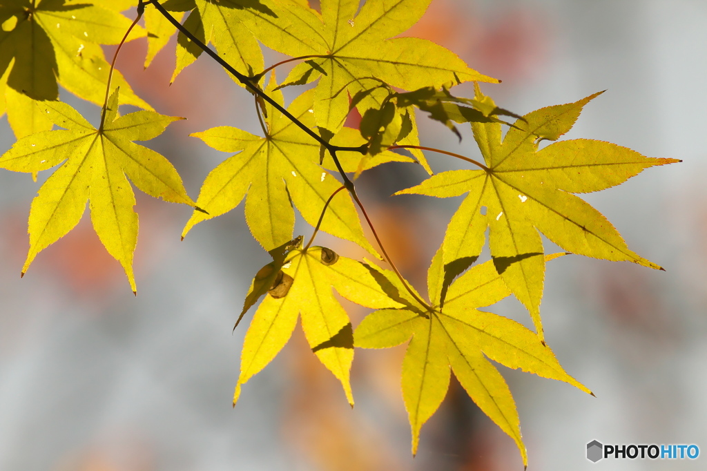 公園の紅葉