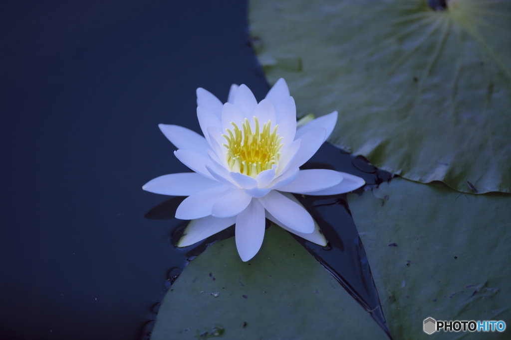 水の綺麗な湧水沼の睡蓮　い