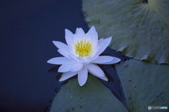 水の綺麗な湧水沼の睡蓮　い