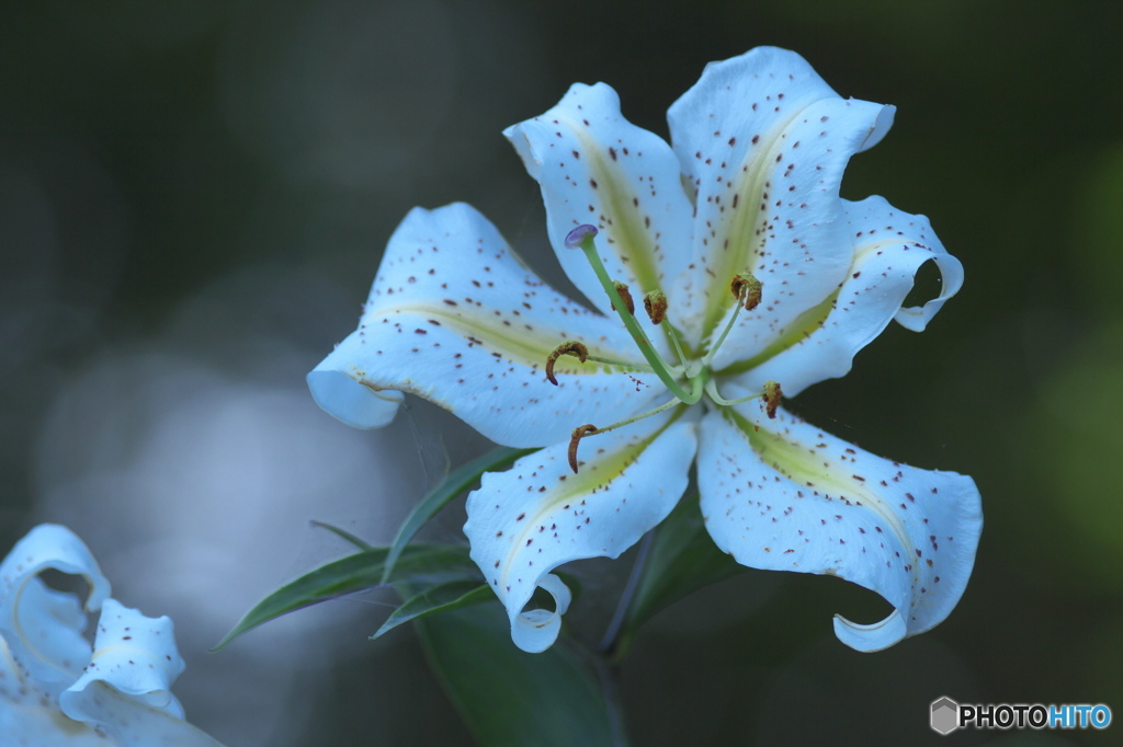 ヤマユリの饗宴　壱