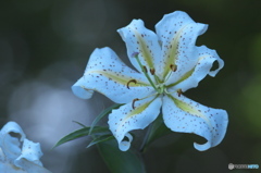 ヤマユリの饗宴　壱