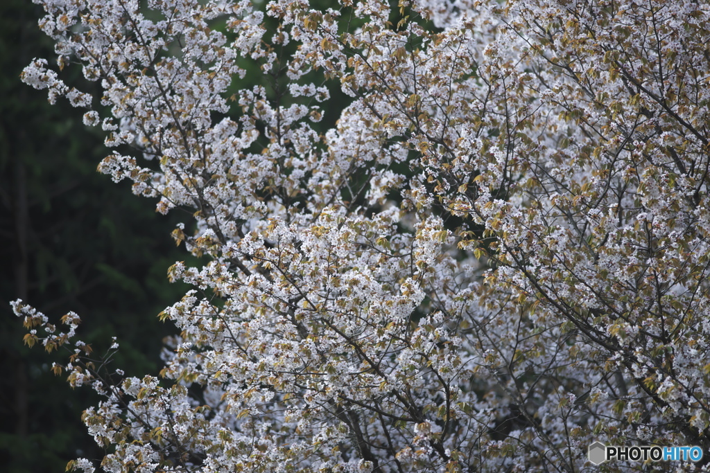 沓掛峠の山桜　　ロ