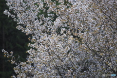 沓掛峠の山桜　　ロ