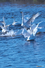 もうじき帰ってしまう白鳥達　Ⅱ