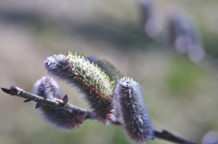 やっと見つけた紅いネコヤナギ