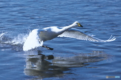 水の綺麗な清流の白鳥