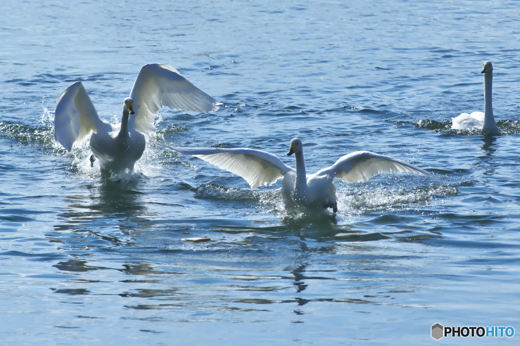 純白の白鳥は清流が似合う　(^^♪