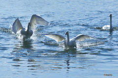 純白の白鳥は清流が似合う　(^^♪