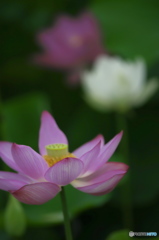 休耕田に咲く蓮　　ニ
