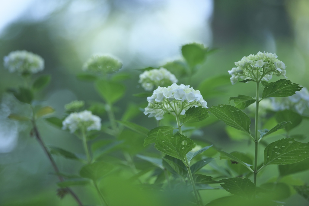 旬の花紫陽花　弐