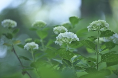 旬の花紫陽花　弐
