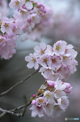 桜川の桜