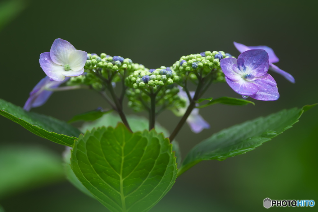 雨引山の紫陽花