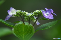 雨引山の紫陽花