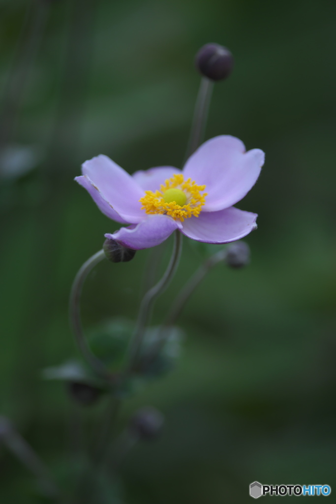 シュウメイギク