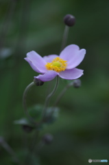 シュウメイギク