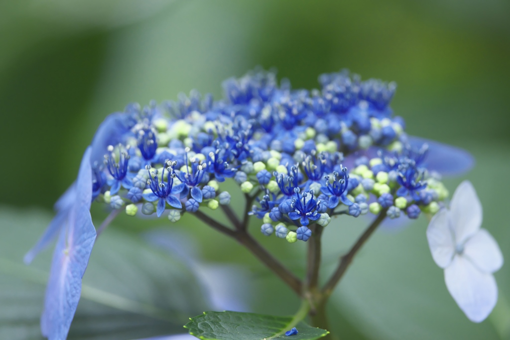雨引観音の紫陽花　参