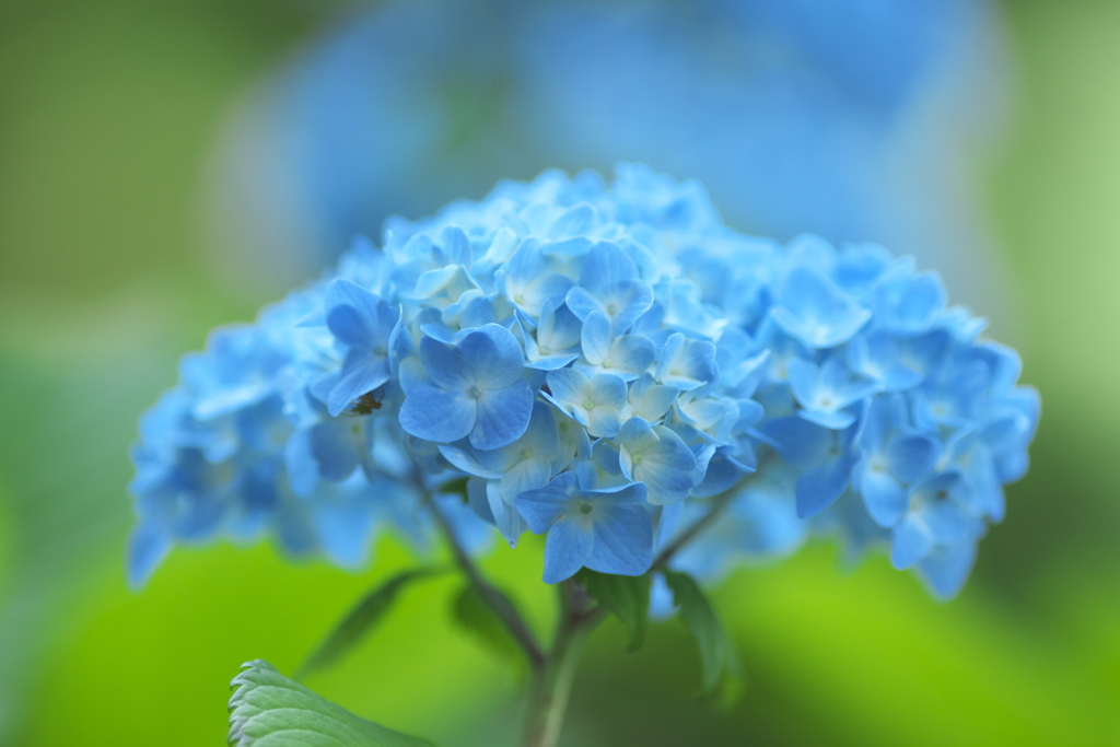 雨引観音の紫陽花　壱