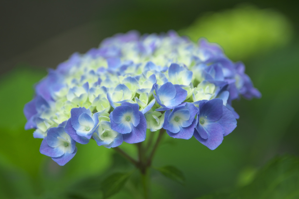 雨引観音の紫陽花